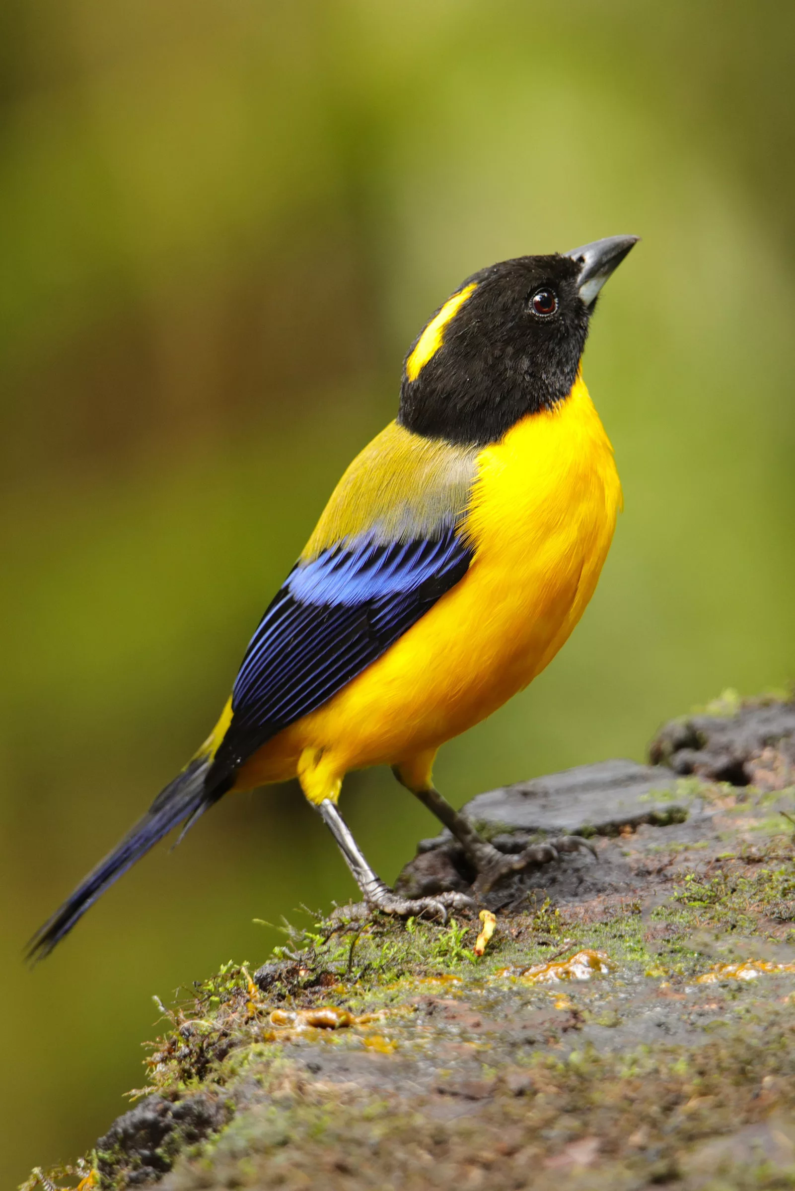 Ecuador photo safari for birds
