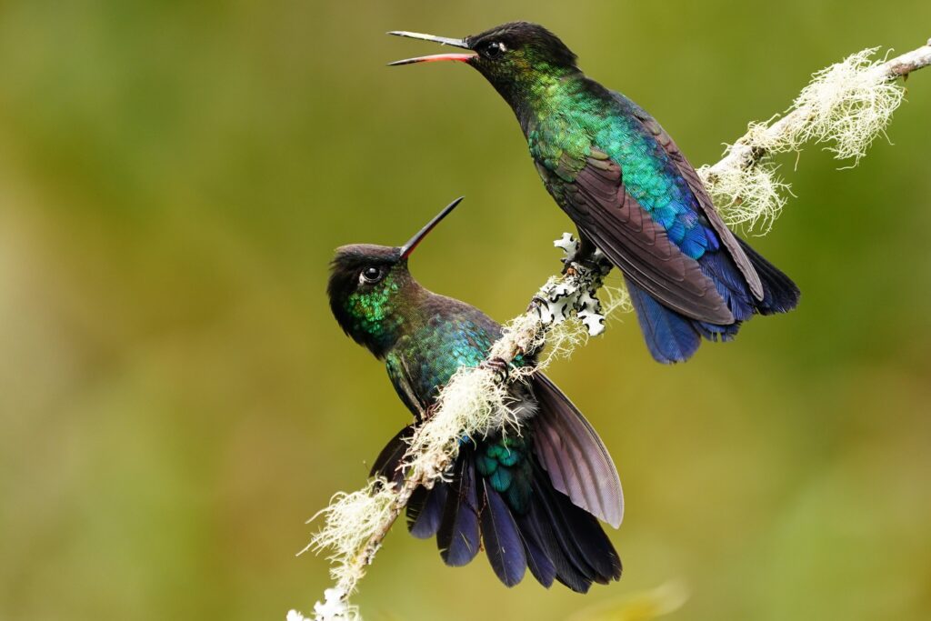 Costa Rica photo tours with Don Mammoser - hummingbirds