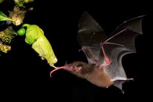 Costa Rica photo tours with Don Mammoser - bat flying at night