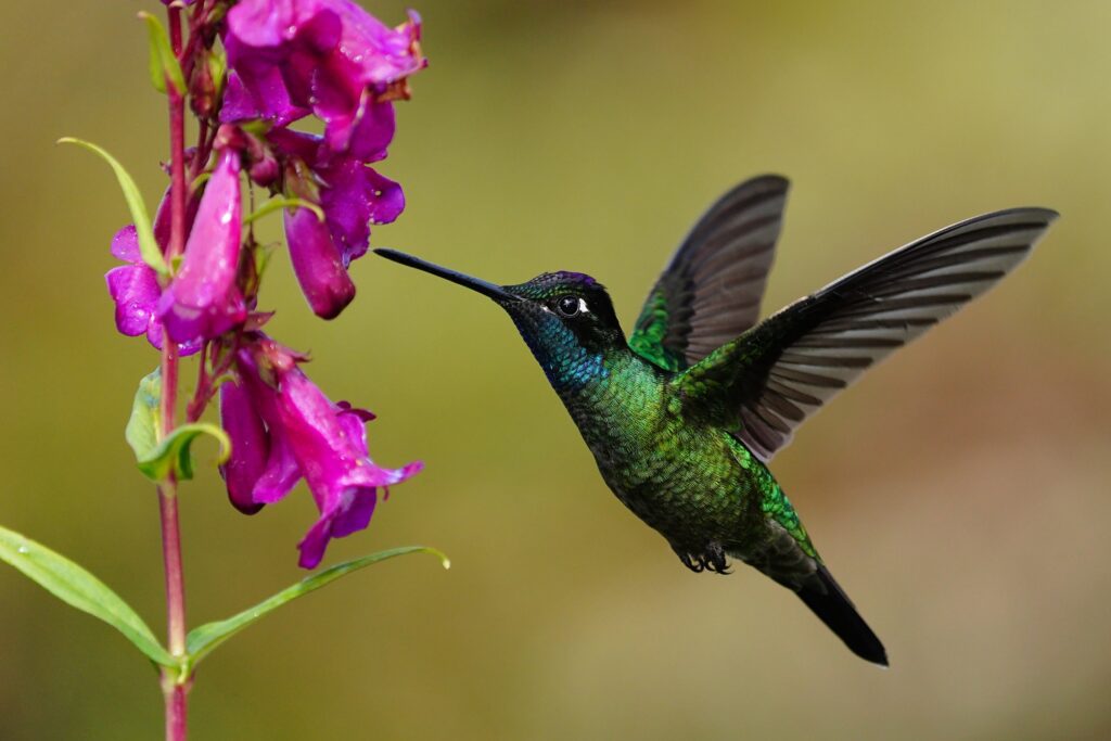Costa Rica photo tours hummingbirds