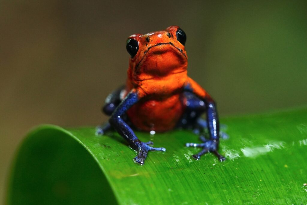Costa Rica photo tours with Don Mammoser - Red and blue frog on leaf