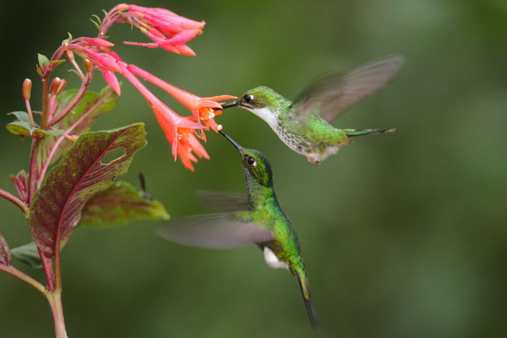 Ecuador photo tours with Don Mammoser - 2 birds flying buzzing pink leaves