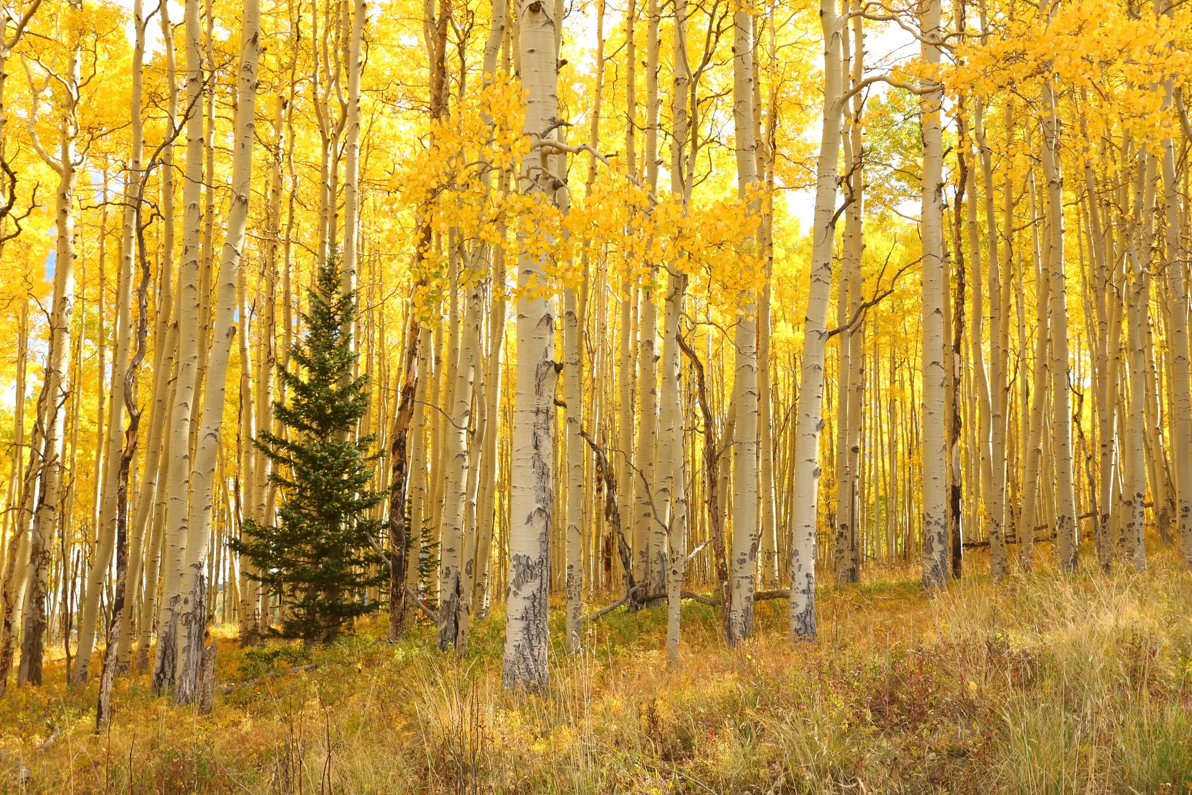 Colorado Fall color photo tour