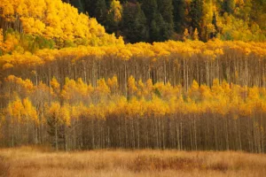 Colorado Fall color photo tours with Don Mammoser - Fall yellow trees