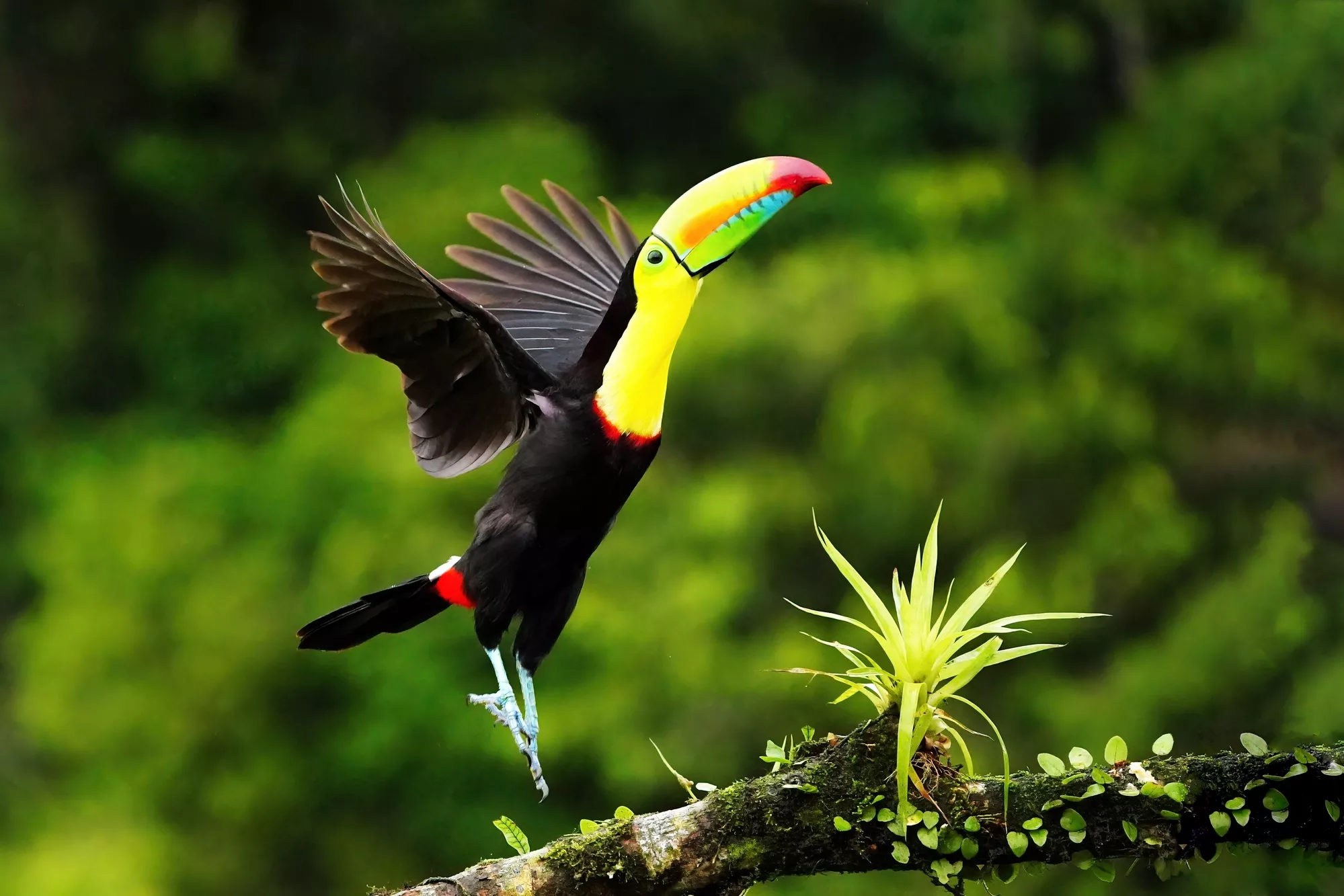 Costa Rica photo tour toucan