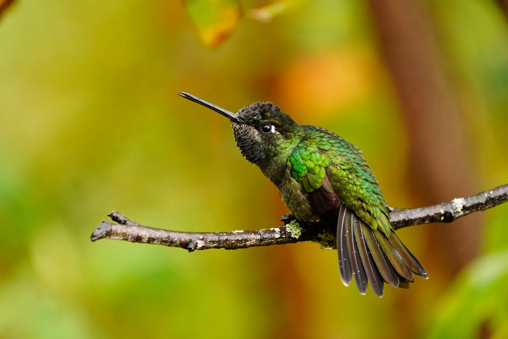 Costa Rica photo workshop hummingbirds