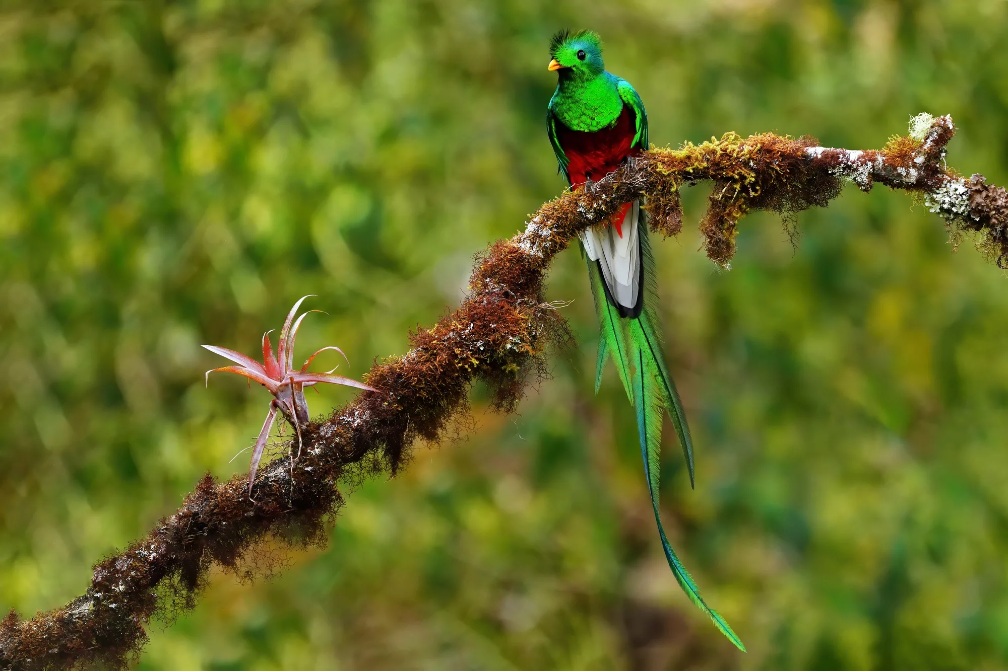 Costa Rica photo tour Resplendant Quetzal