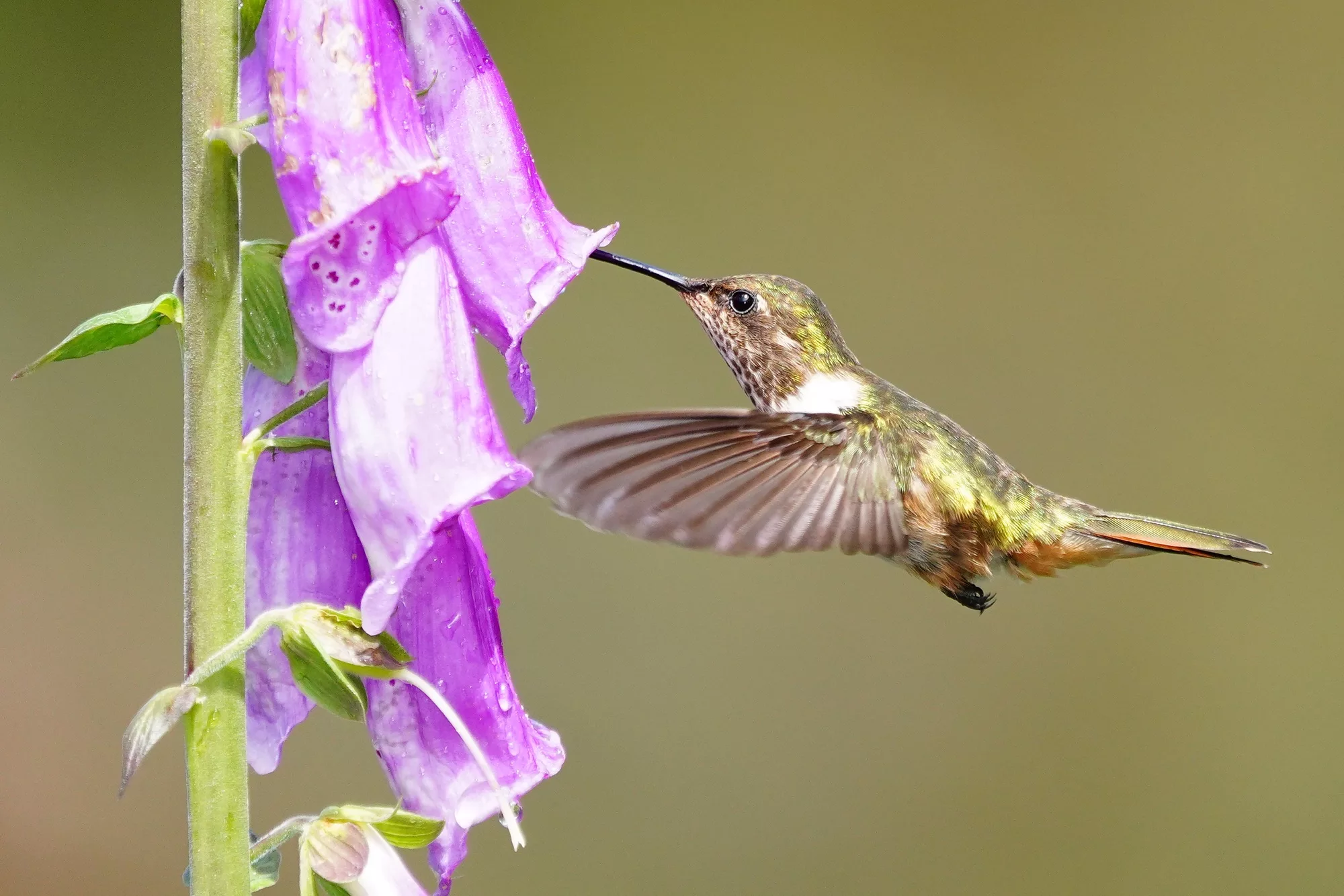 Costa Rica photo safari hummingbirds