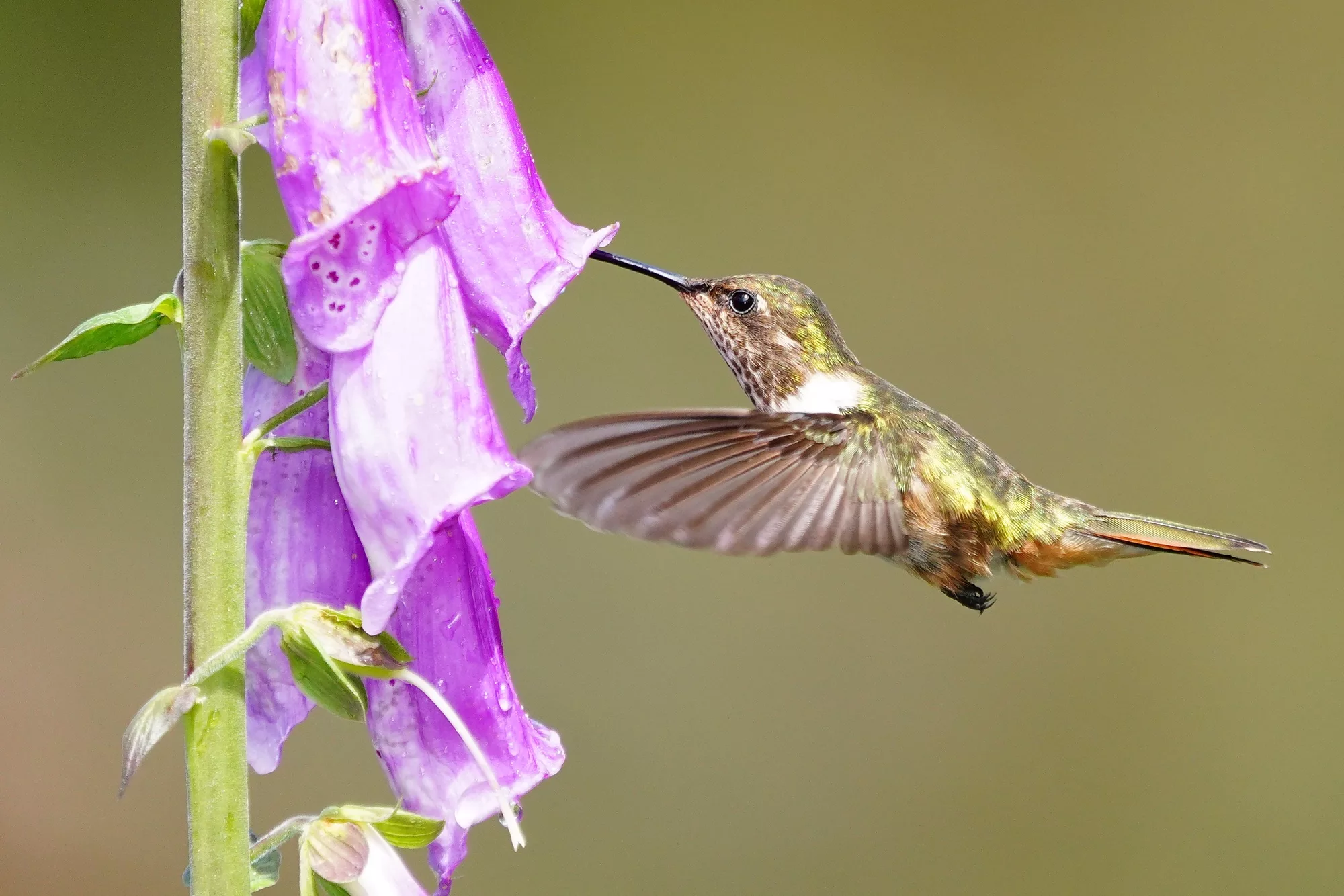 Costa Rica 2024 Photo Tour Don Mammoser Photo Tours Guided Wildlife