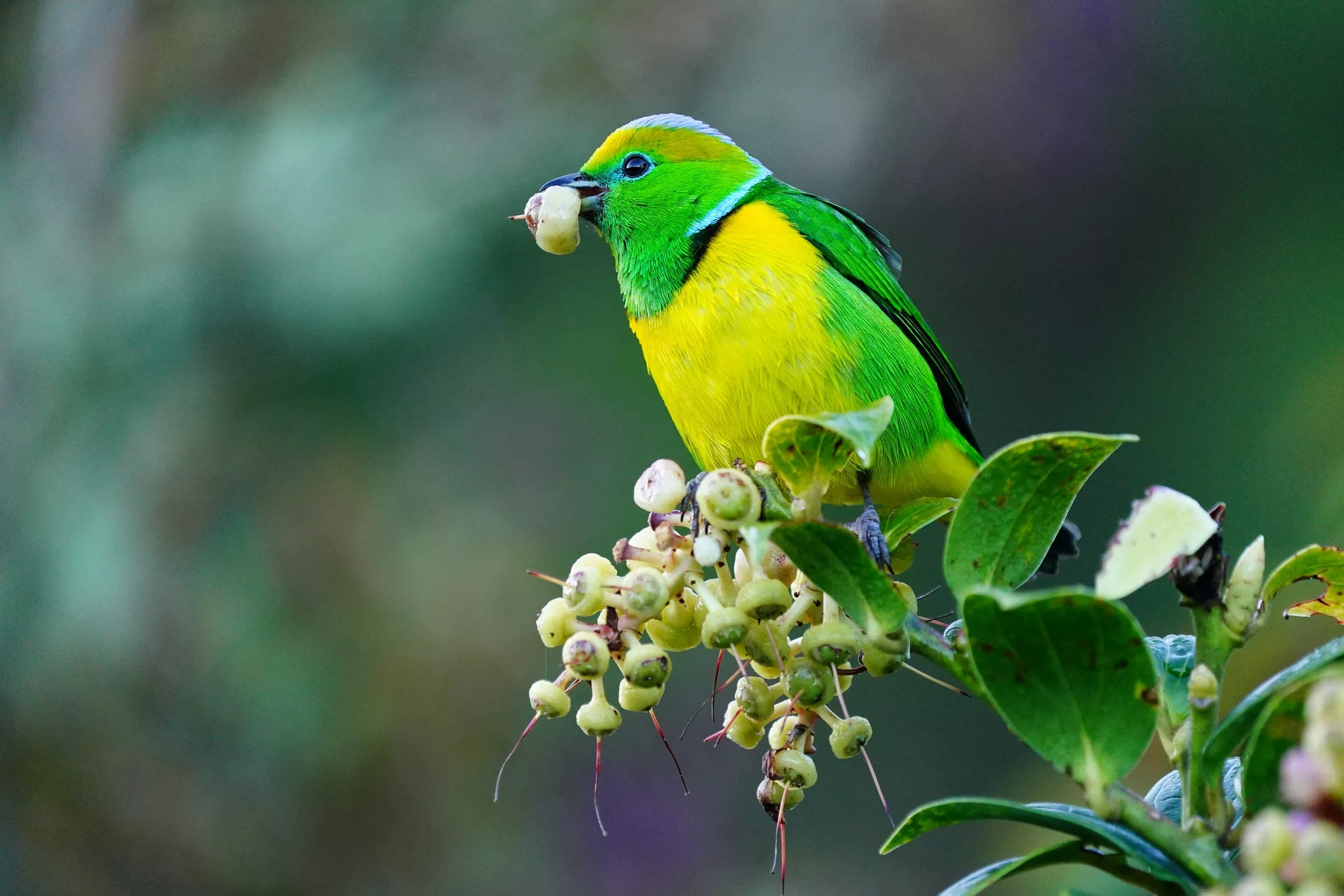 Costa Rica photo workshop bird diversity