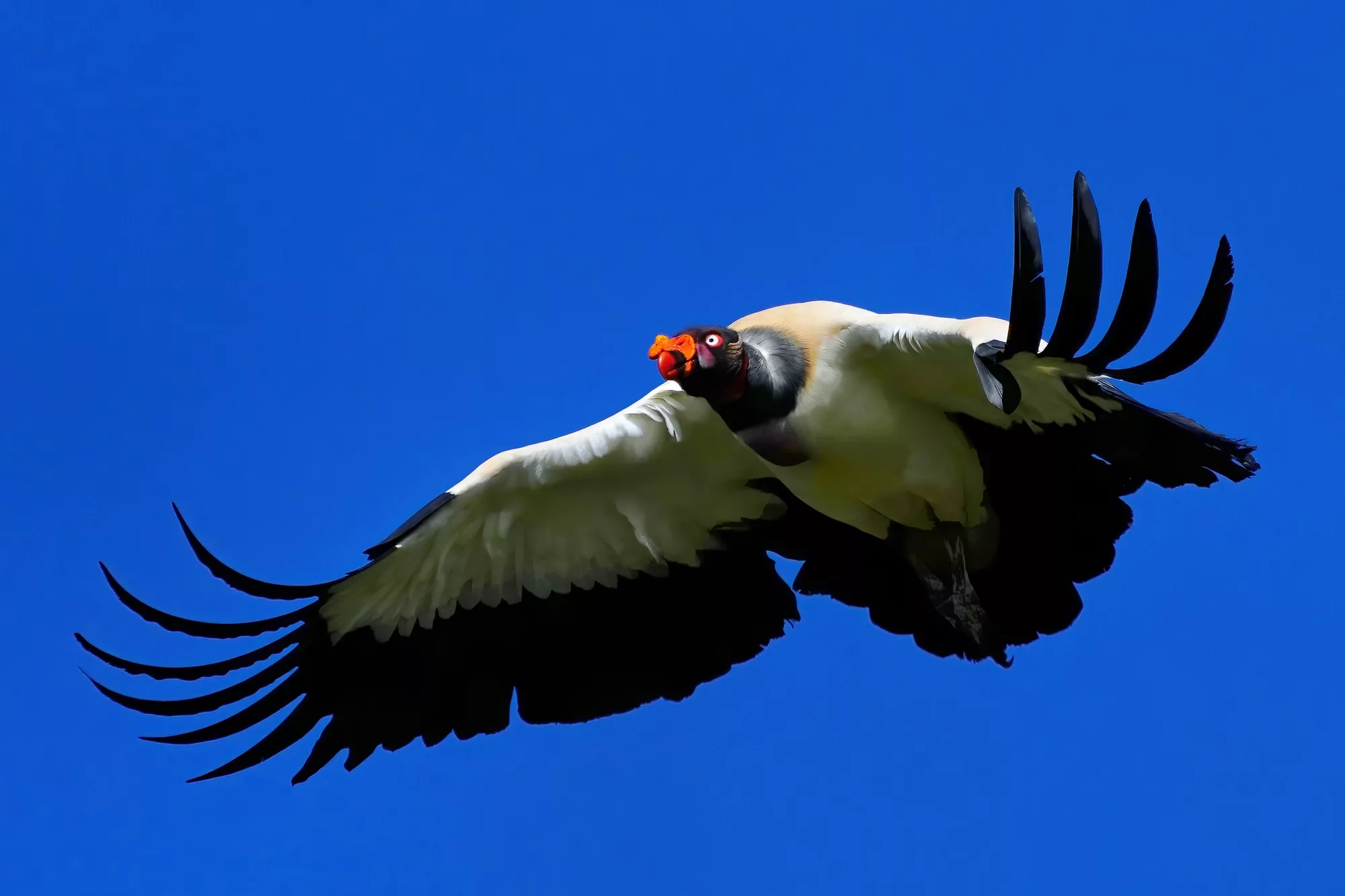 Costa Rica photo tour with Don Mammoser - King Vulture