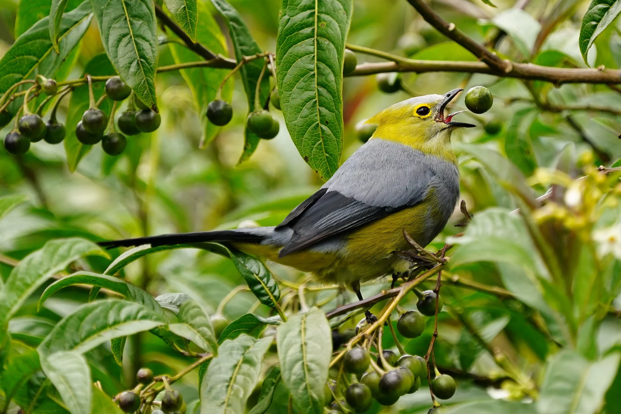 Costa Rica photo tour bird diversity