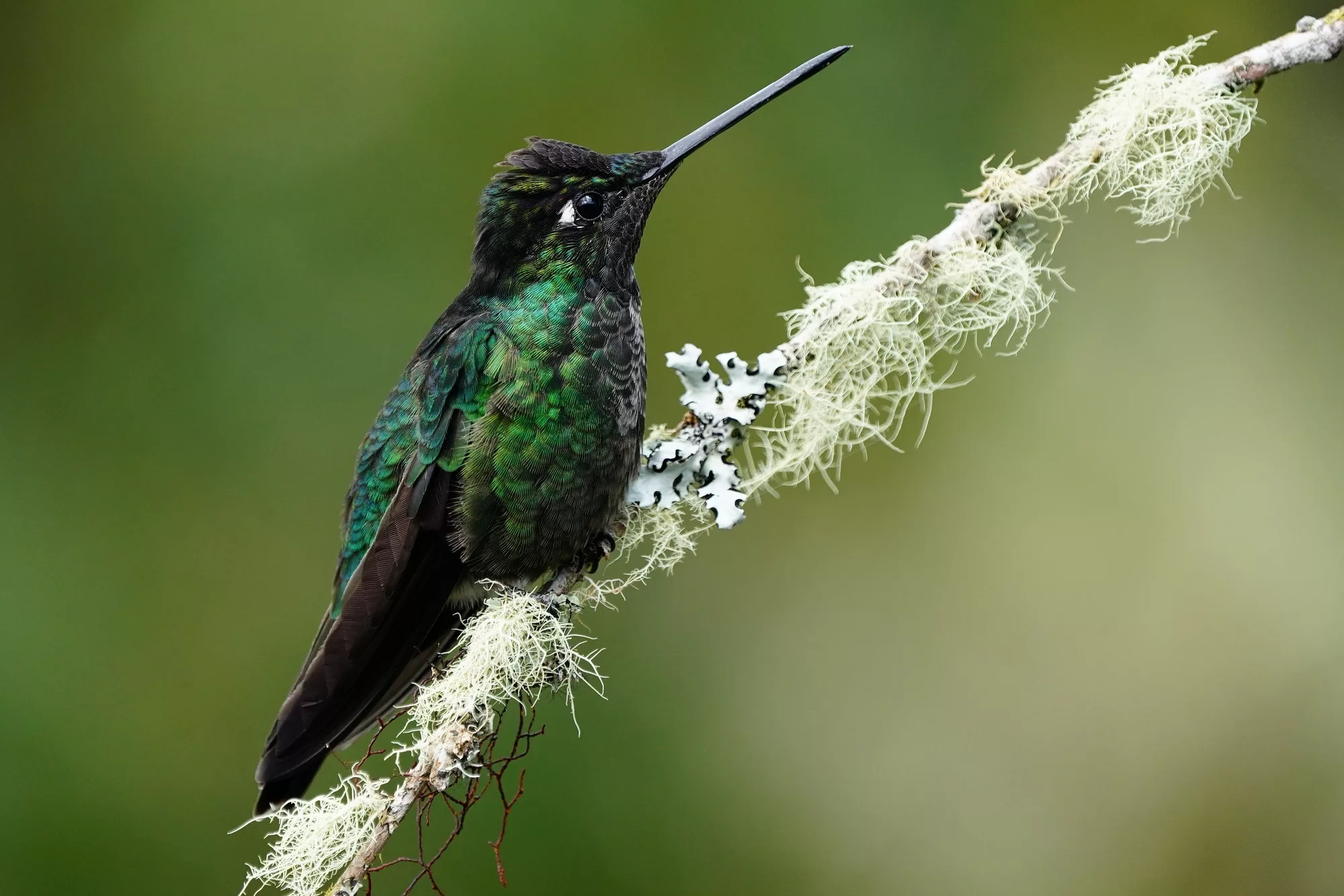 Costa Rica photo tour with Don Mammoser - hummingbird