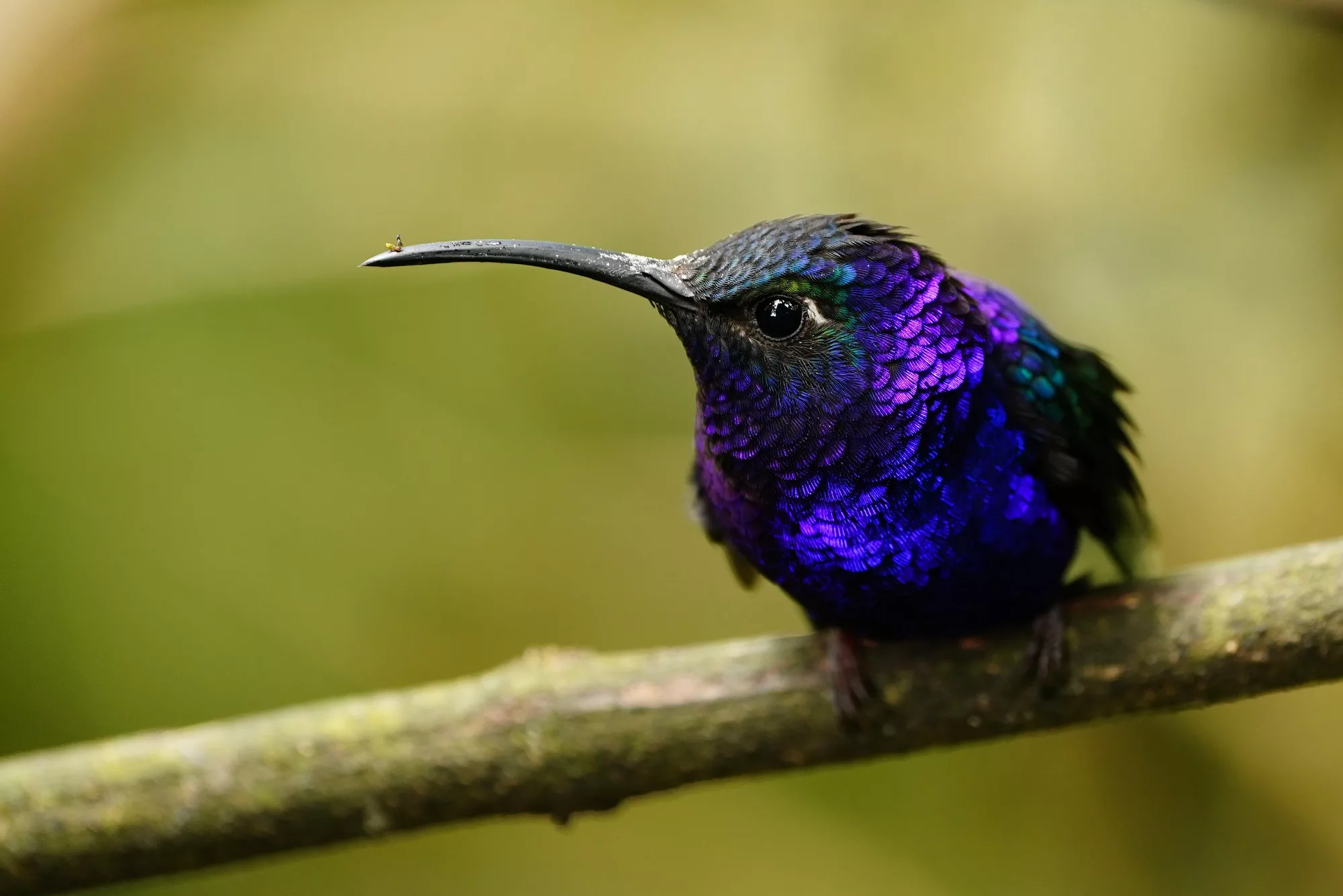 Costa Rica photo safari for hummingbirds