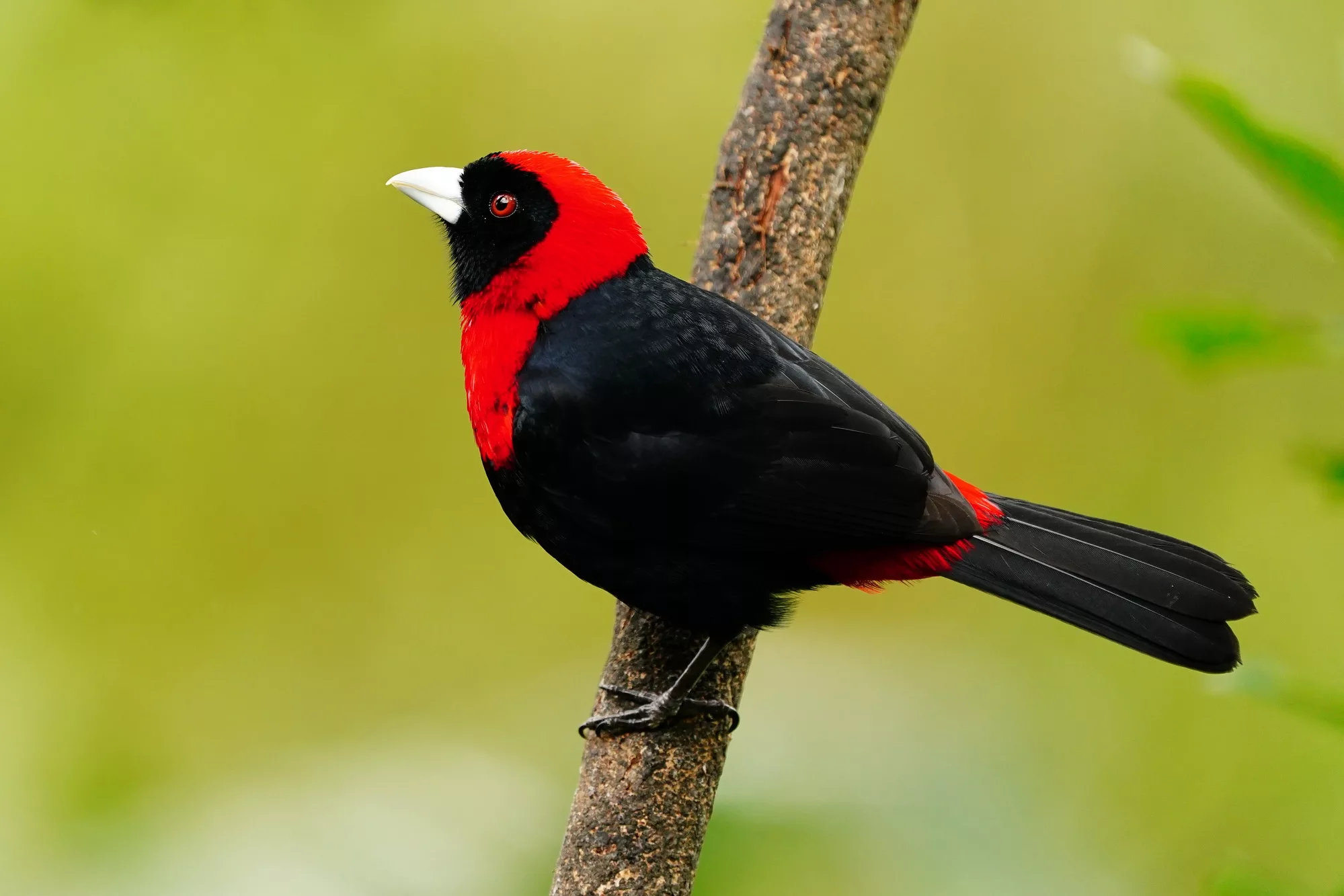 Costa Rica photo workshop for birds