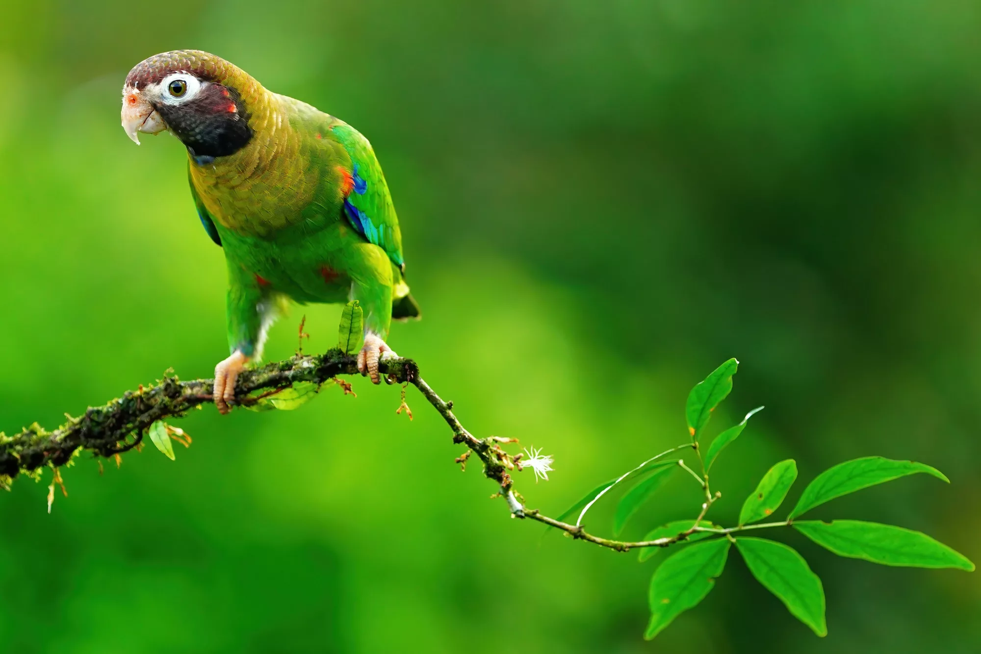 Costa Rica photo tour with Don Mammoser - bird diversity
