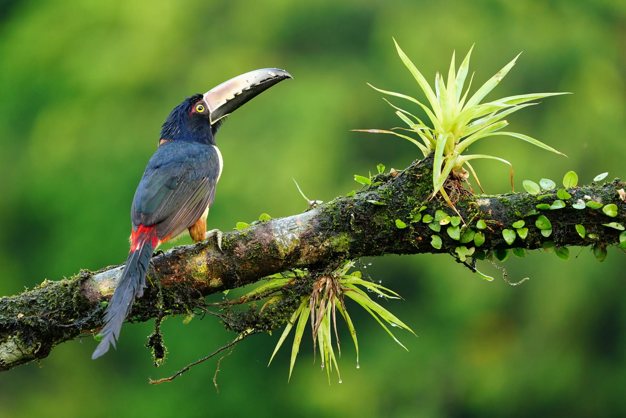 Costa Rica photo workshop to capture birds