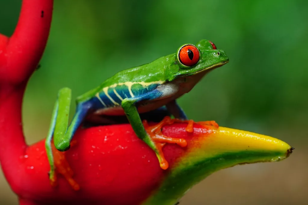 Costa Rica photo tours Red-eyed tree frog