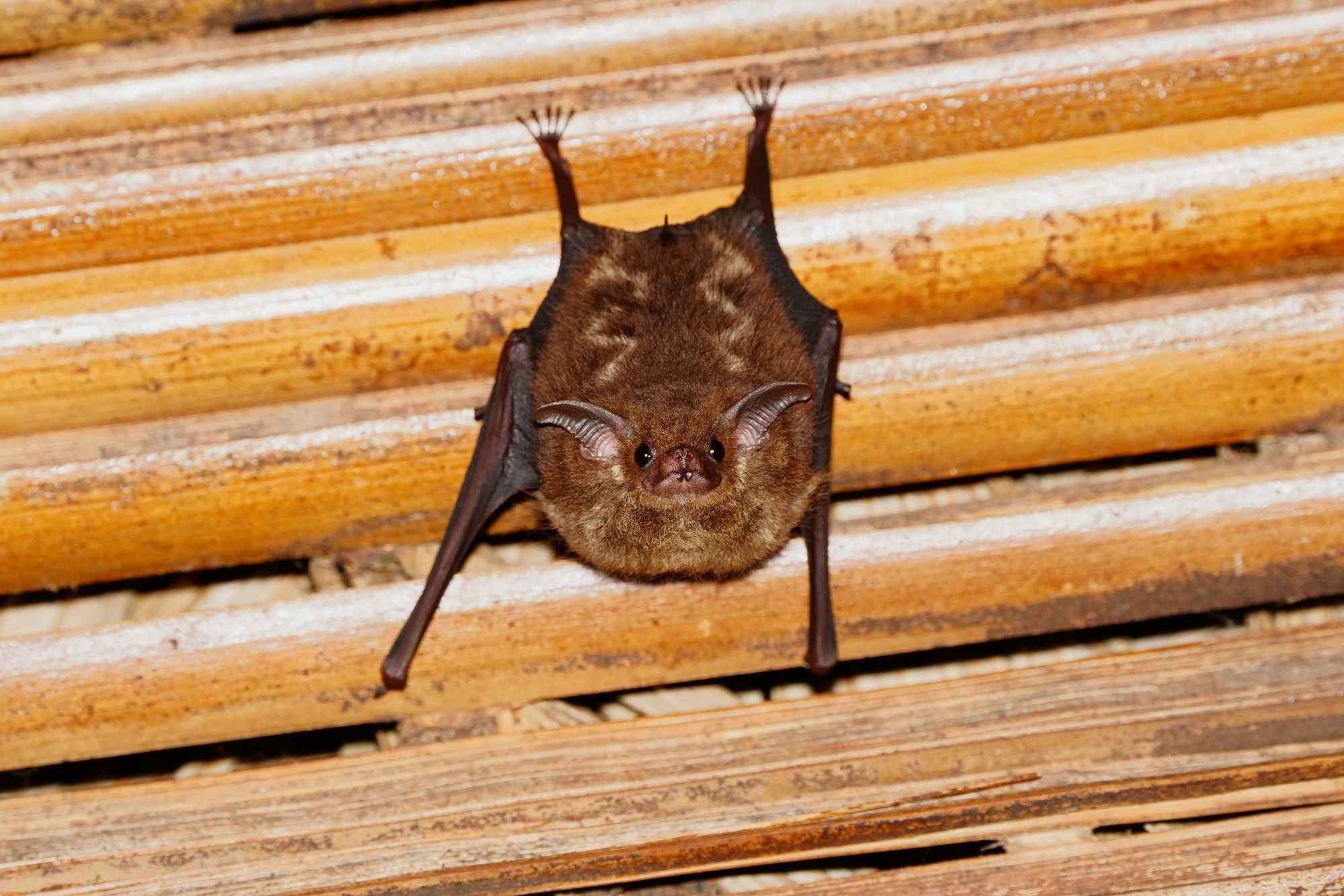 Costa Rica photo tour with Don Mammoser - Brown bat