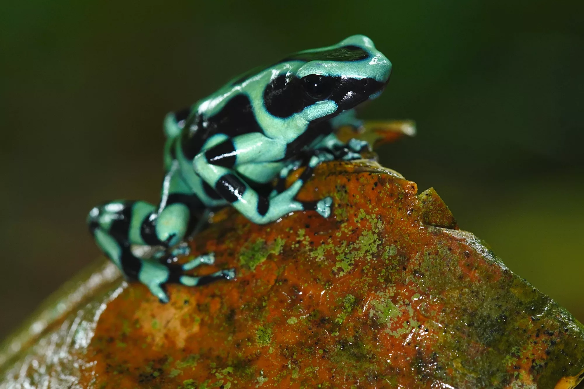 Costa Rica photo tour with Don Mammoser - green and black frog