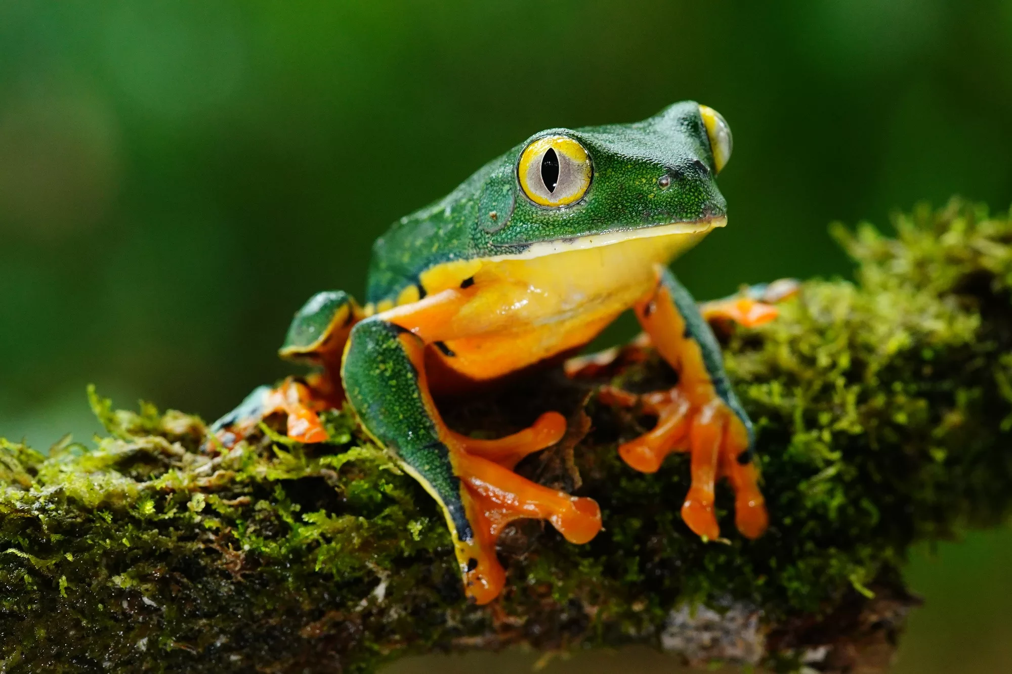 Costa Rica photo tour - green, yellow and orange frog