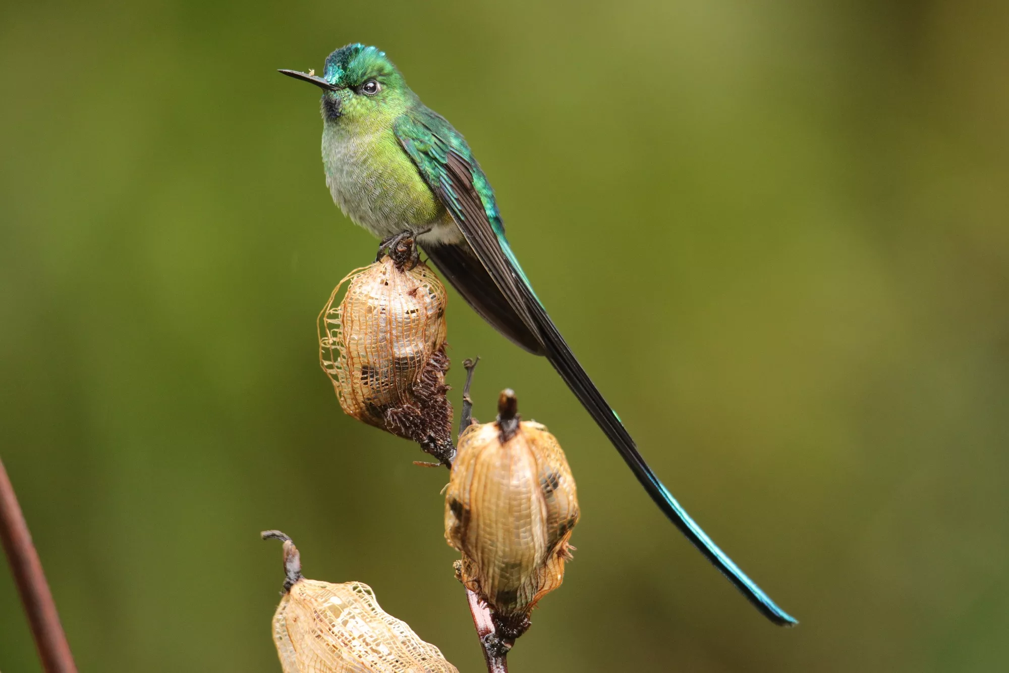 Ecuador wildlife photography safari, Long-tailed Sylph hummingbird