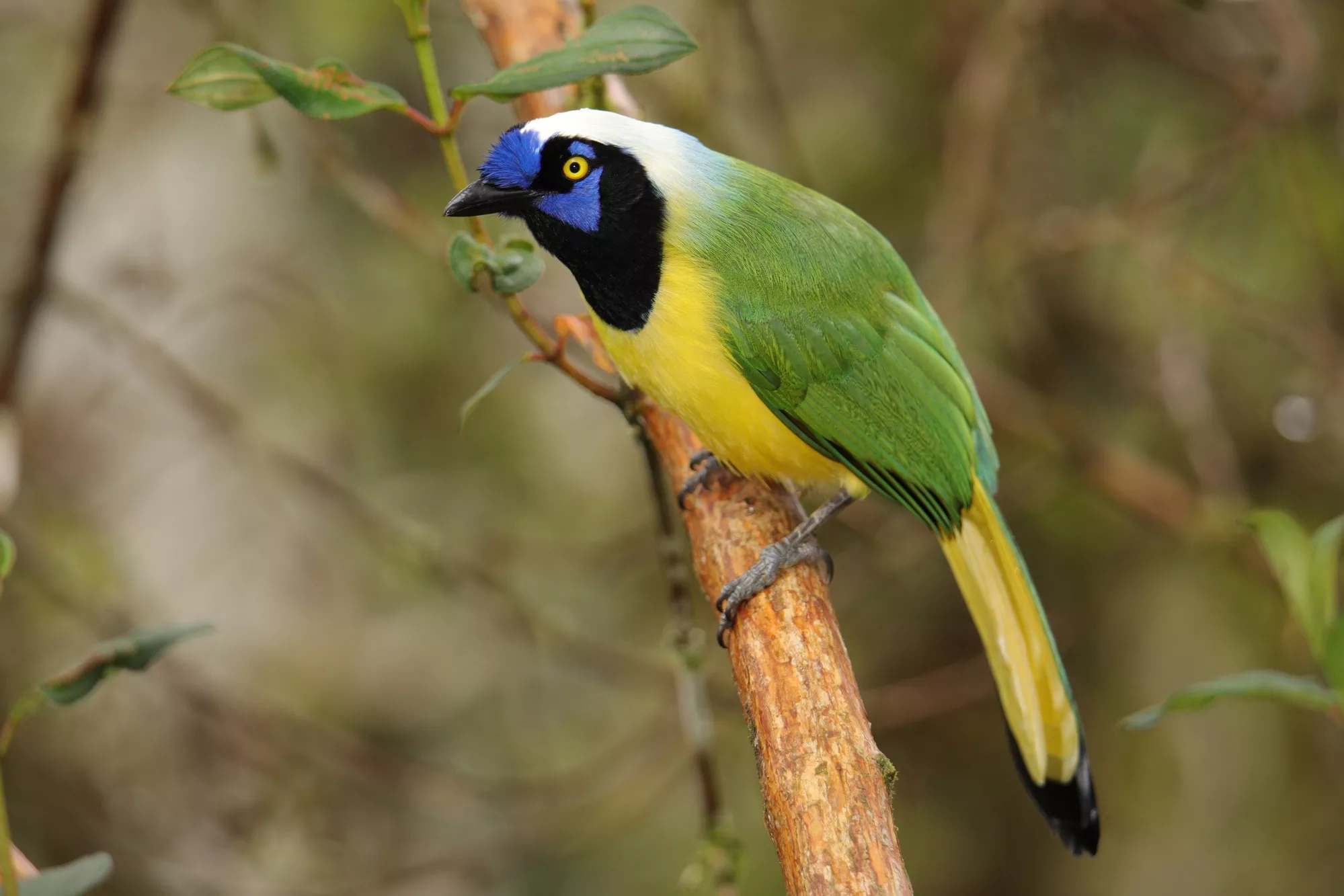 Ecuador wildlife photography safari, Inca Jay