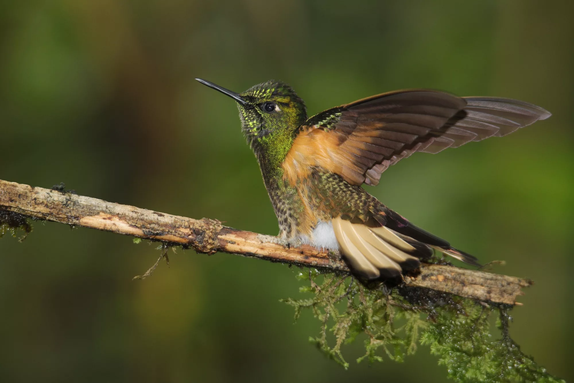 Ecuador hummingbird photography safari
