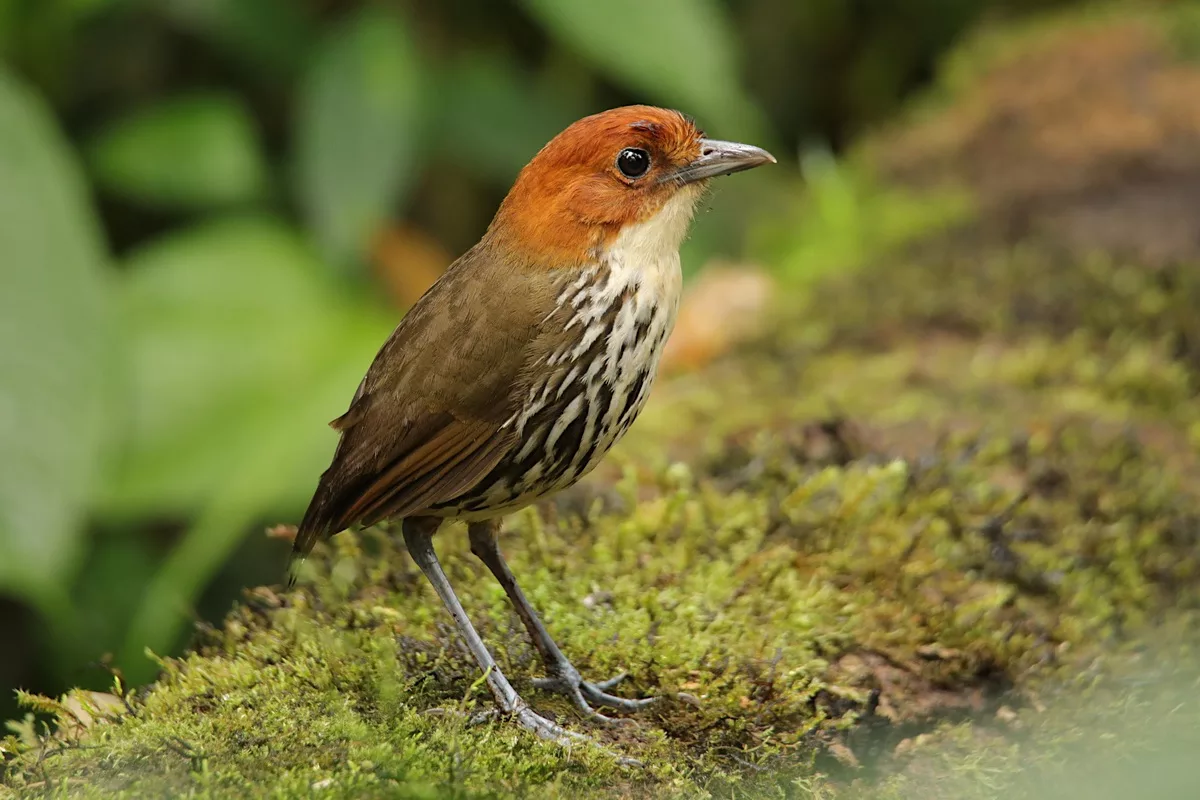 Ecuador wildlife photography tour, Antpitta