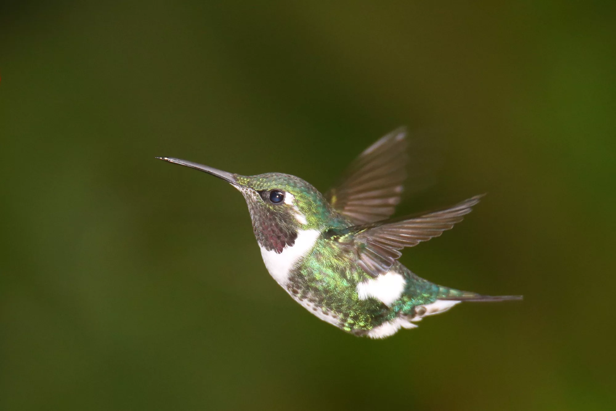 Ecuador wildlife photography safari, hummingbird