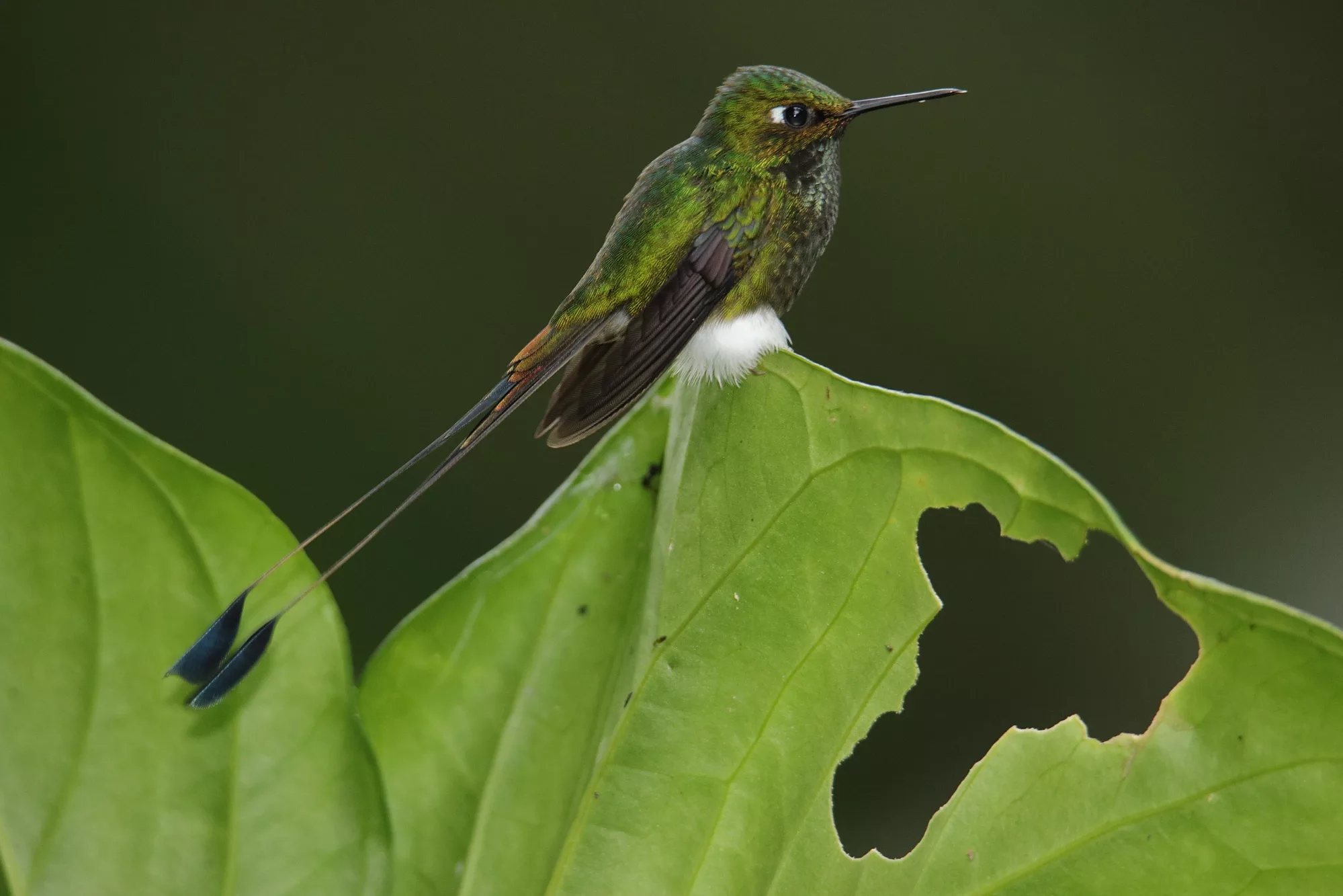 Ecuador wildlife photography safari, Booted-raquet tail