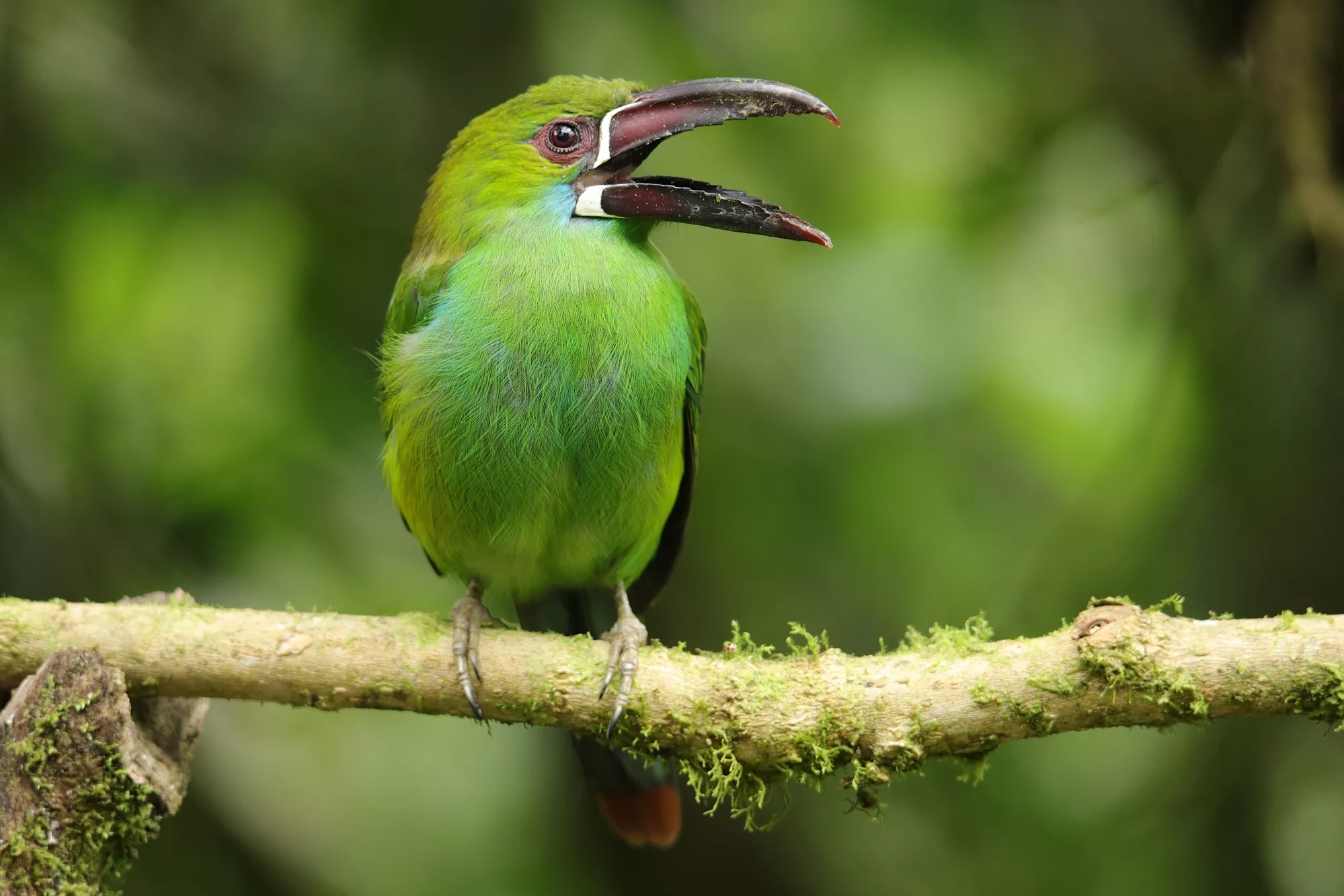 Ecuador wildlife photography safari, Crimson-rumped toucanet