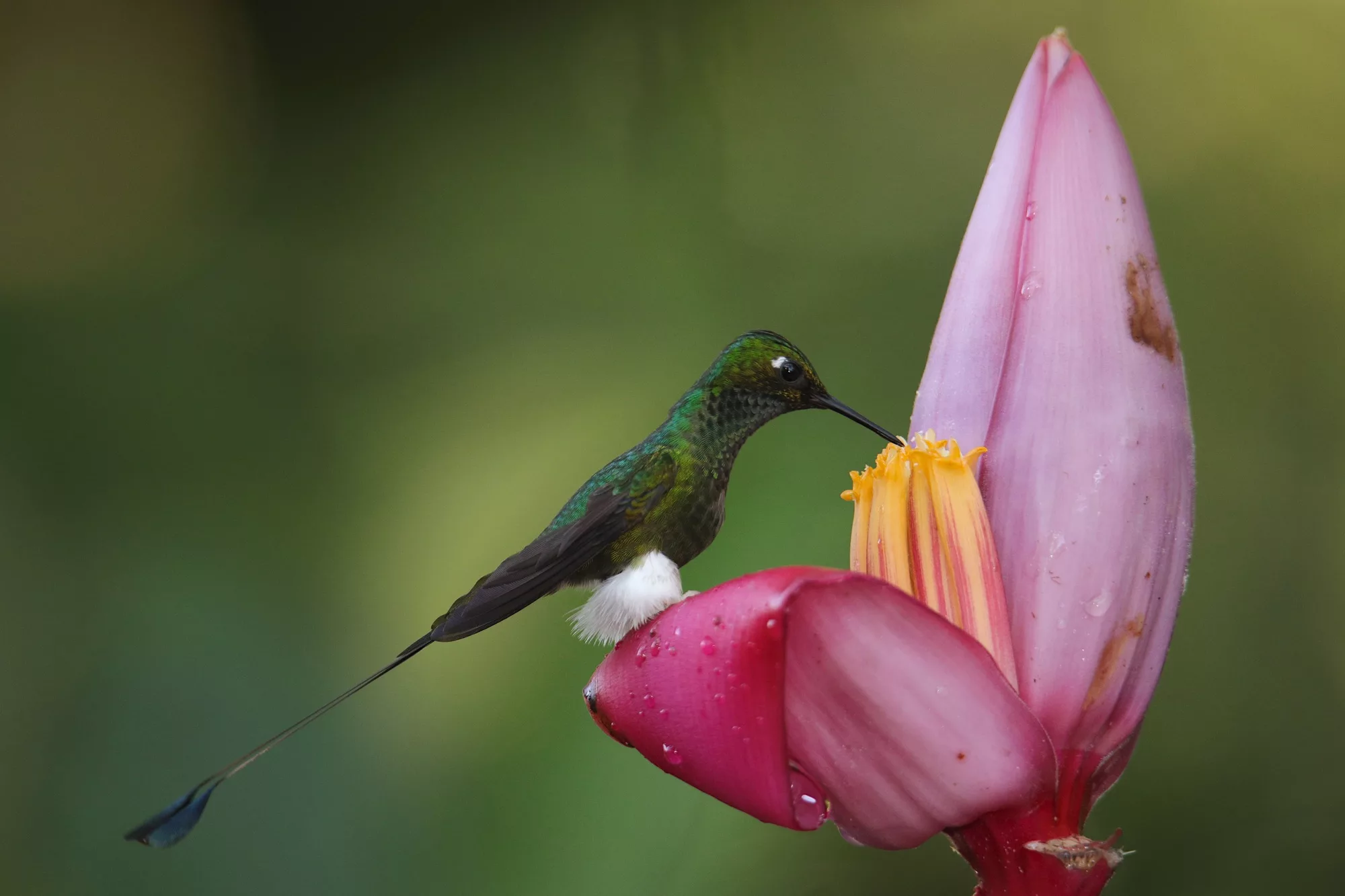 Ecuador wildlife photography safari, Booted-racket tail hummingbird