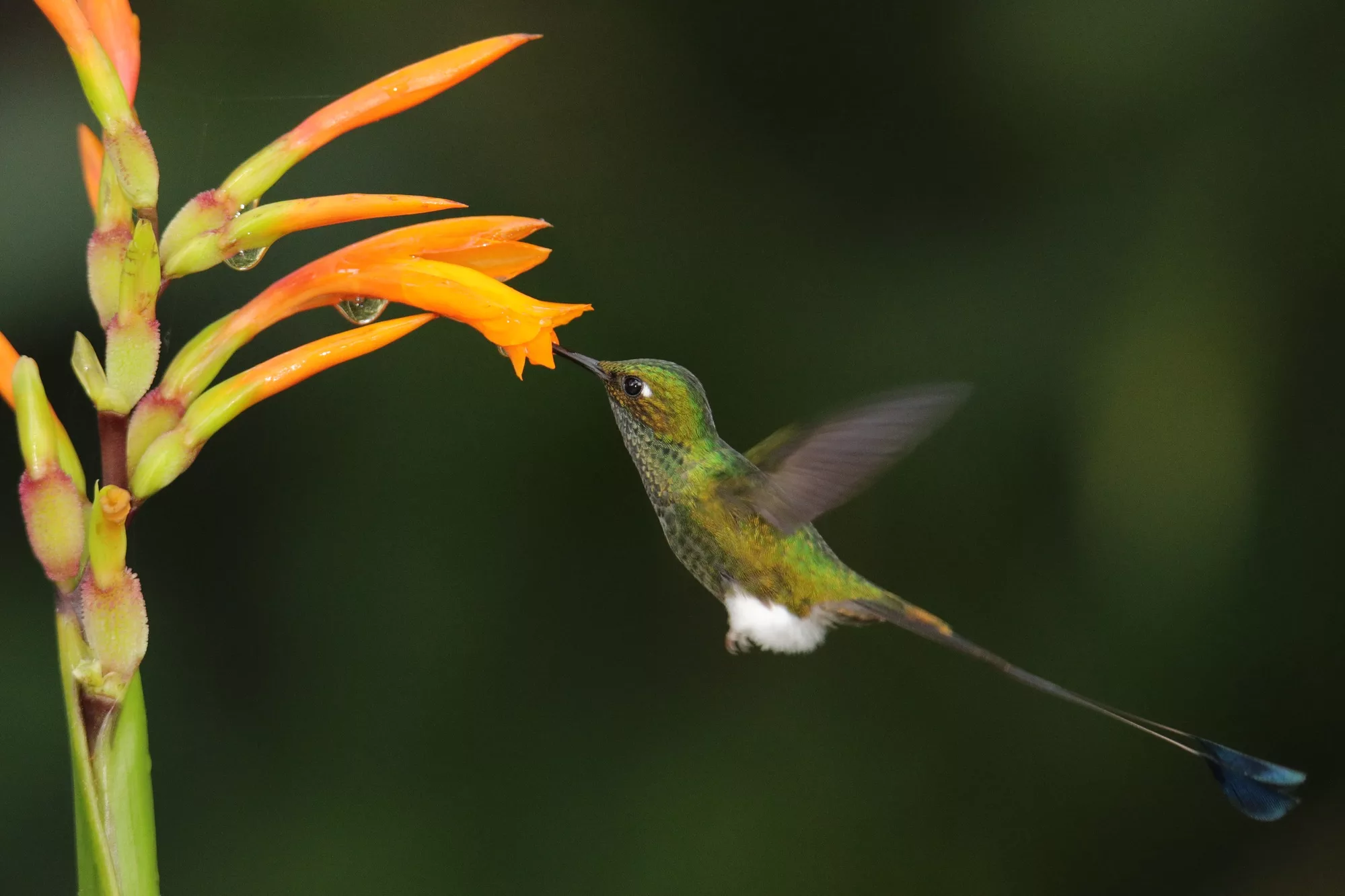 Ecuador wildlife photography workshop - Booted-racket tail hummingbird