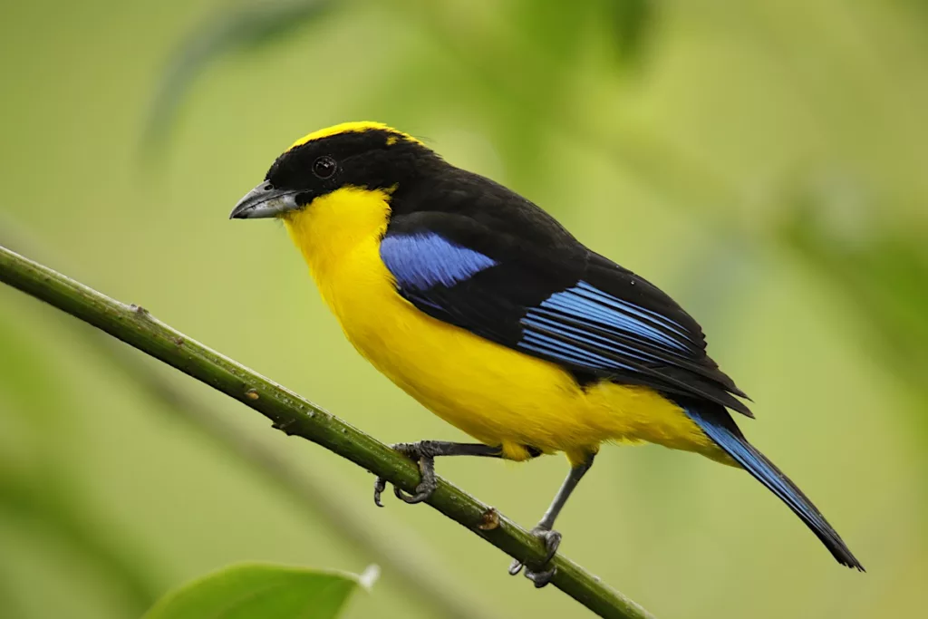 Ecuador photo tours with Don Mammoser - yellow, blue and black bird on limb