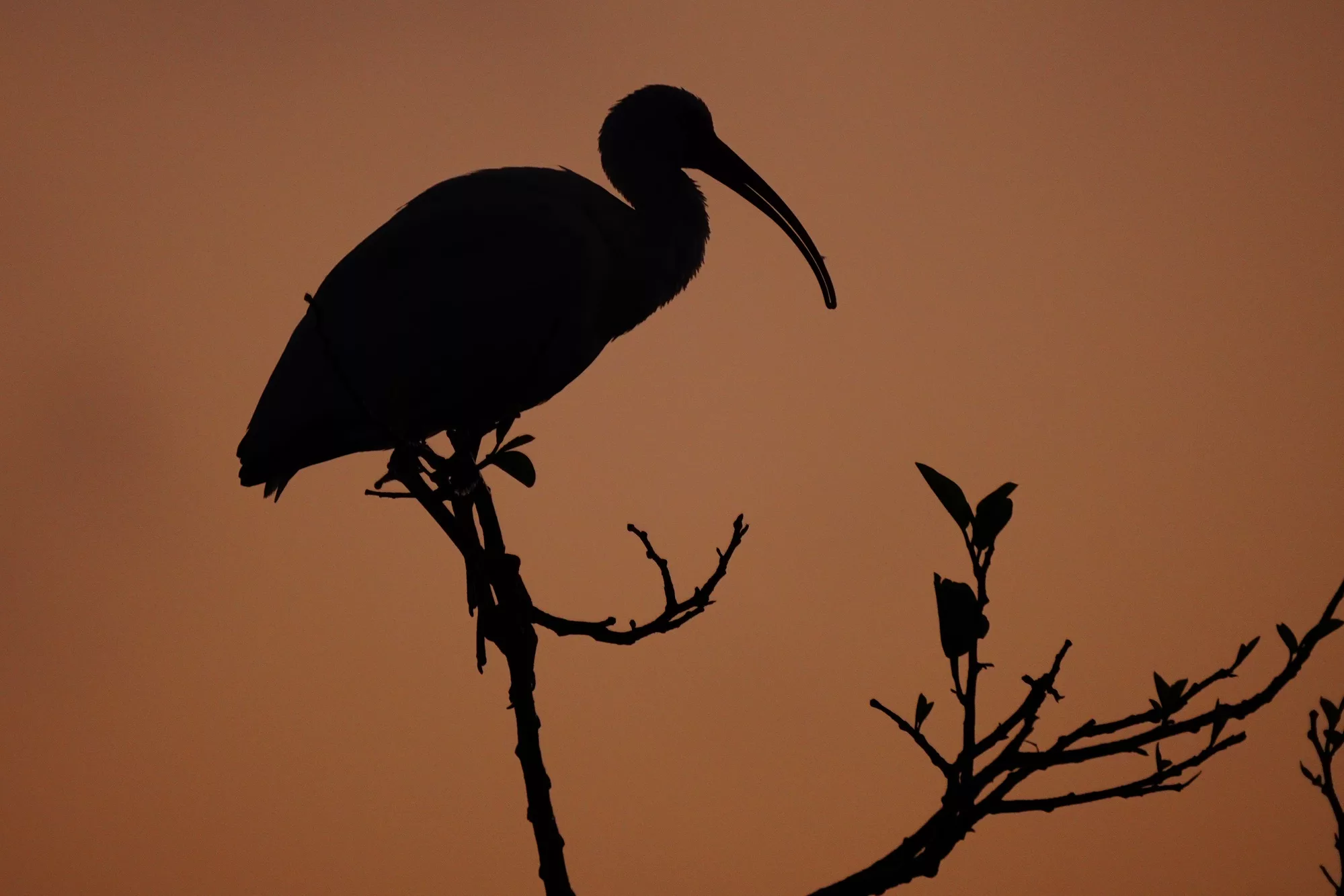 Florida birds photo tour with Don Mammoser - Ibis
