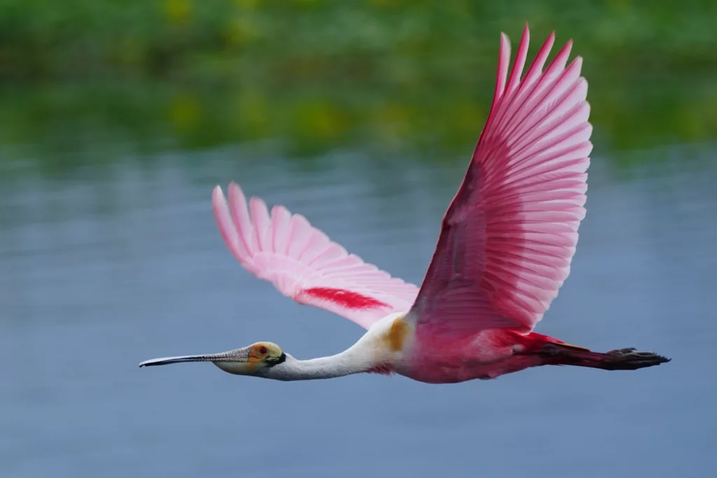Florida Birds photo tours with Don Mammoser - Roseate Spoonbill
