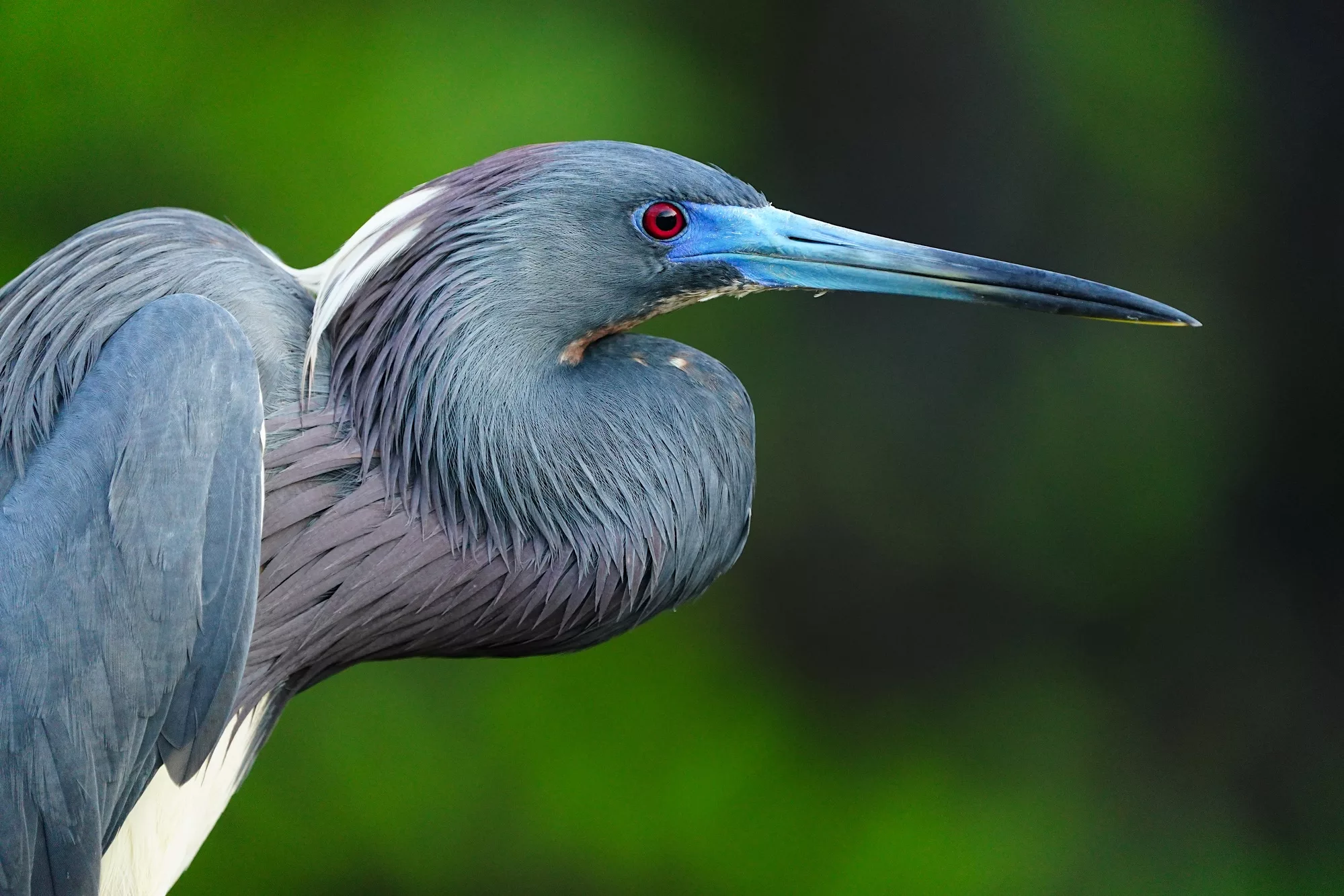 Florida birds photo tour with Don Mammoser - Tri-colored Heron