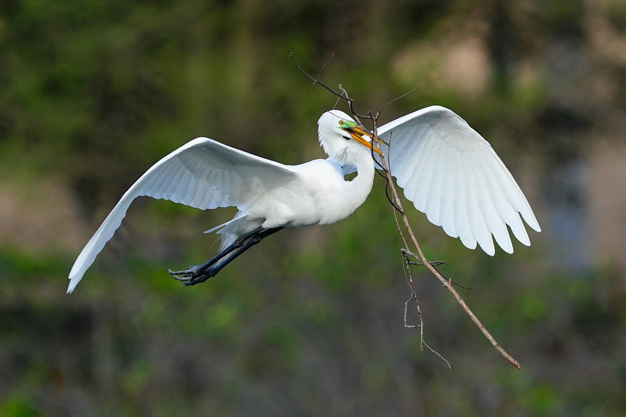 Florida birds photo tour Great Egret