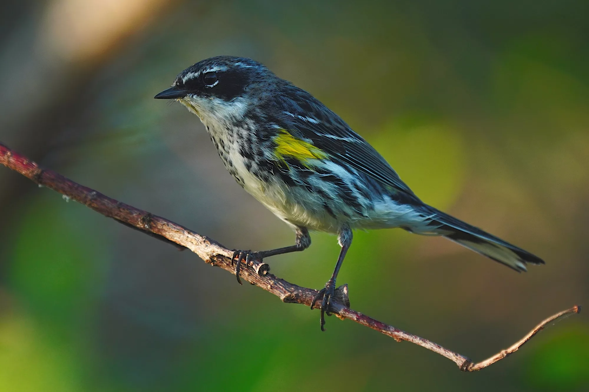 Florida birds photo workshop warbler