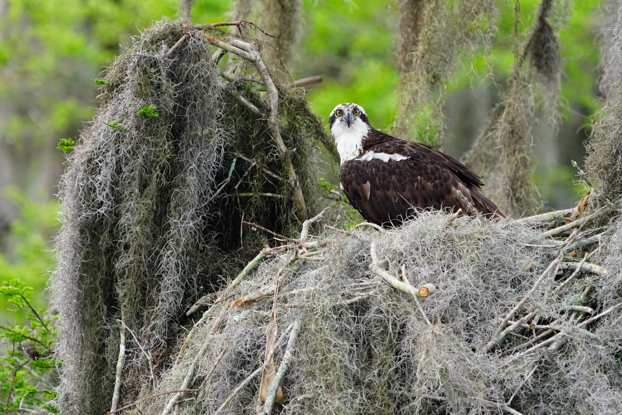 Florida birds photo workshop - ospreys