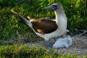 Galapagos photo tours with Don Mammoser -Blue-footed Booby
