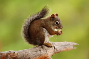 photo tours with Don Mammoser - squirrel holding nut