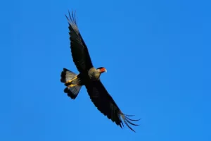 Costa Rica photo tours with Don Mammoser - bird with wings open