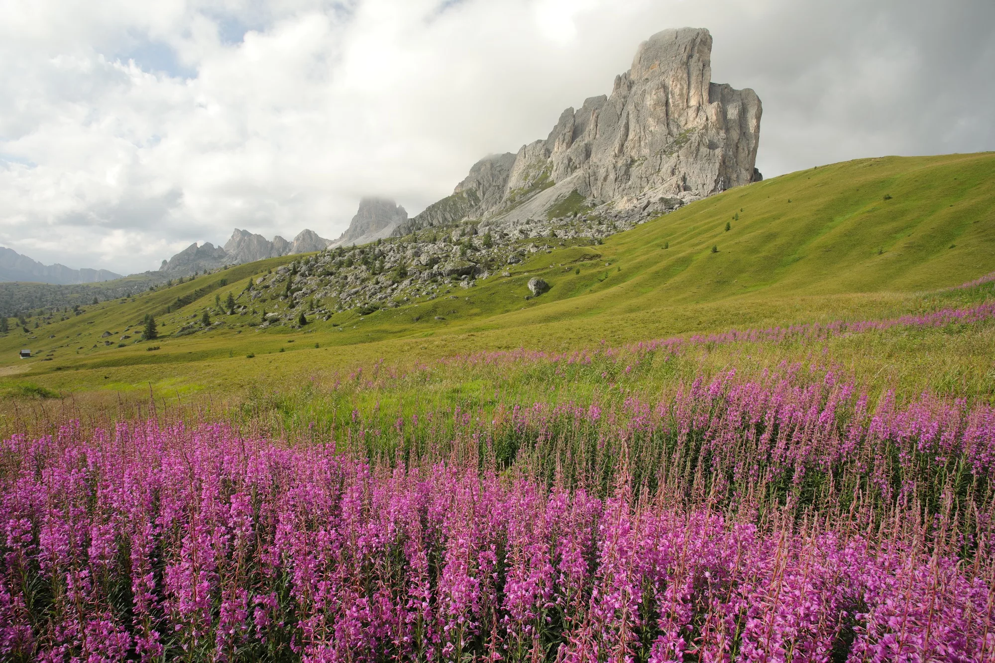 Venice and the Dolomites Photo tour - scenery with pink flowers