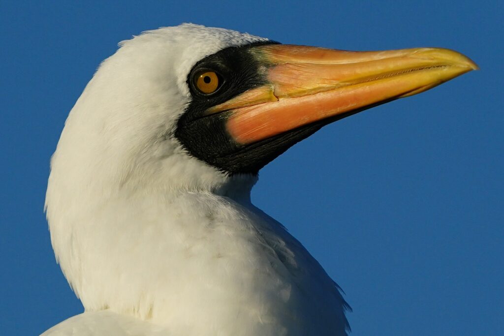 Don Mammoser Photo Tours white bird with orange mouth
