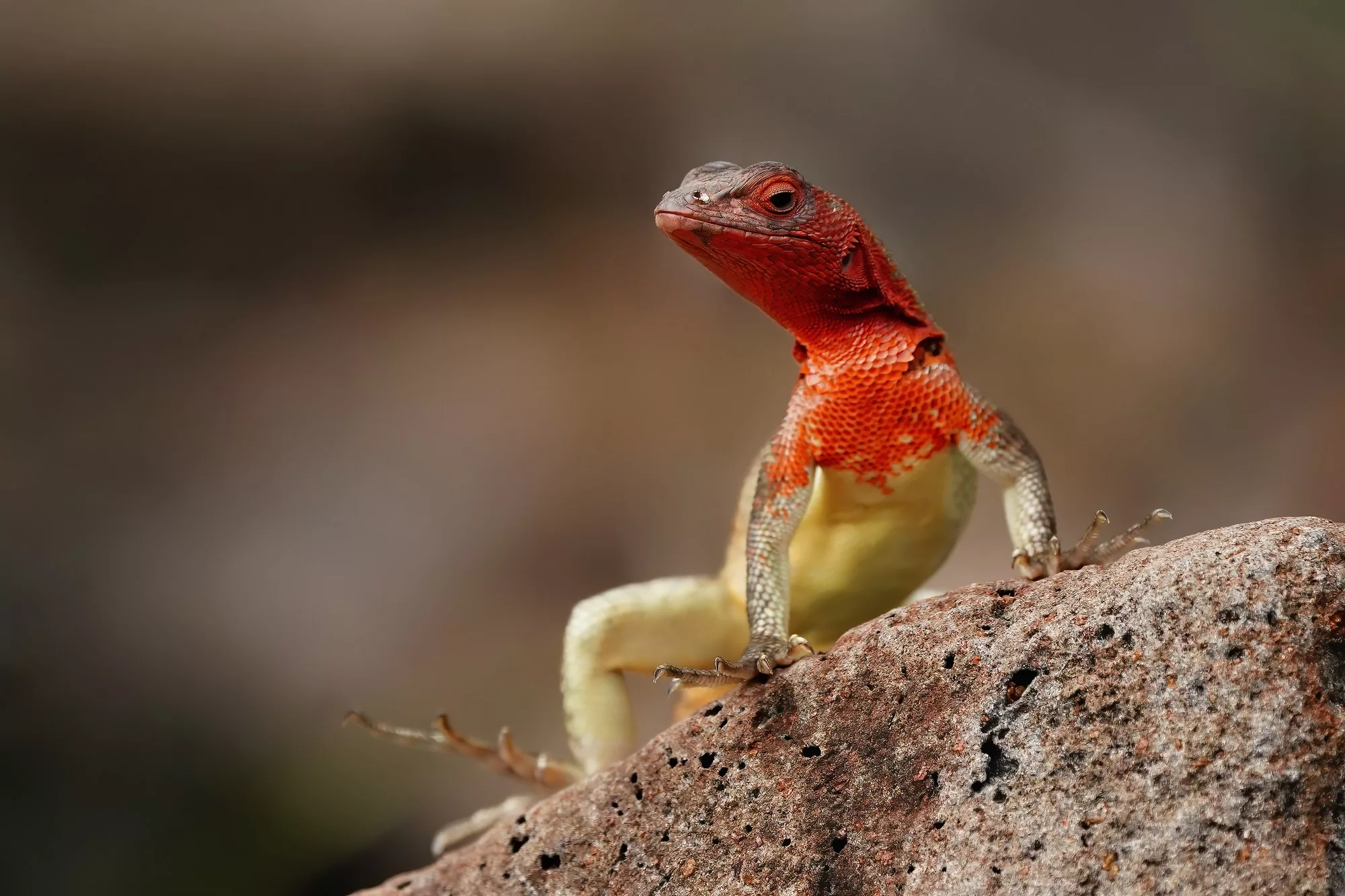 Galapagos Islands Guided Photography Experience - Lava Lizard