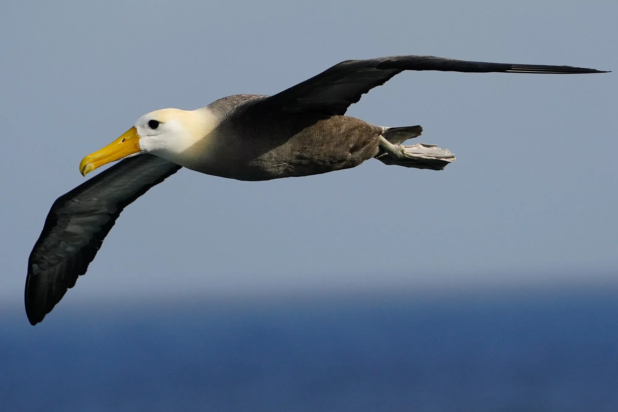 Galapagos Islands Yacht-Based Tour & Guided Photography Experience - Albatross