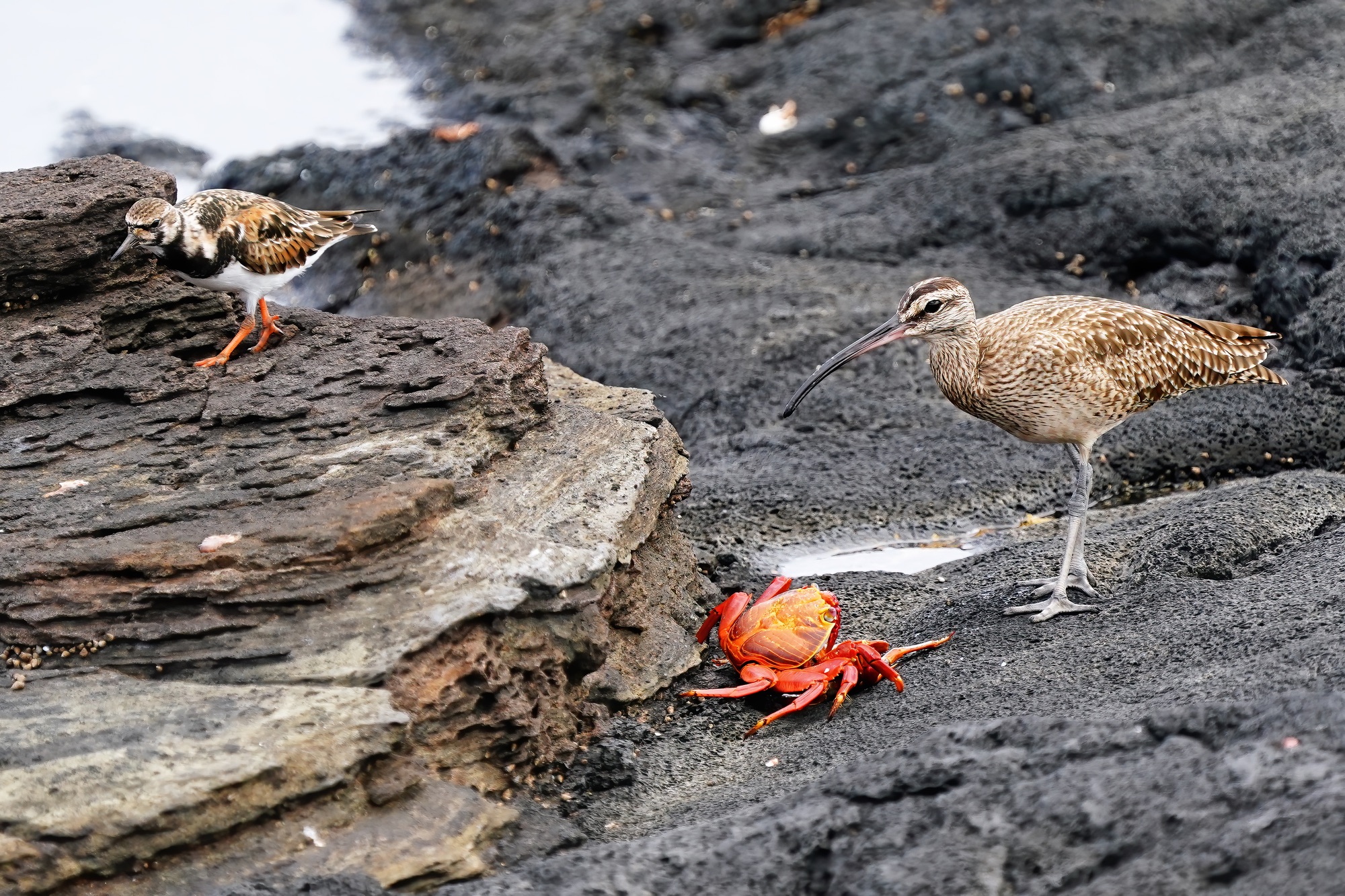 Galapagos Islands Yacht-Based Tour & Guided Photography Experience - Wimbrel and sally lightfoot crab