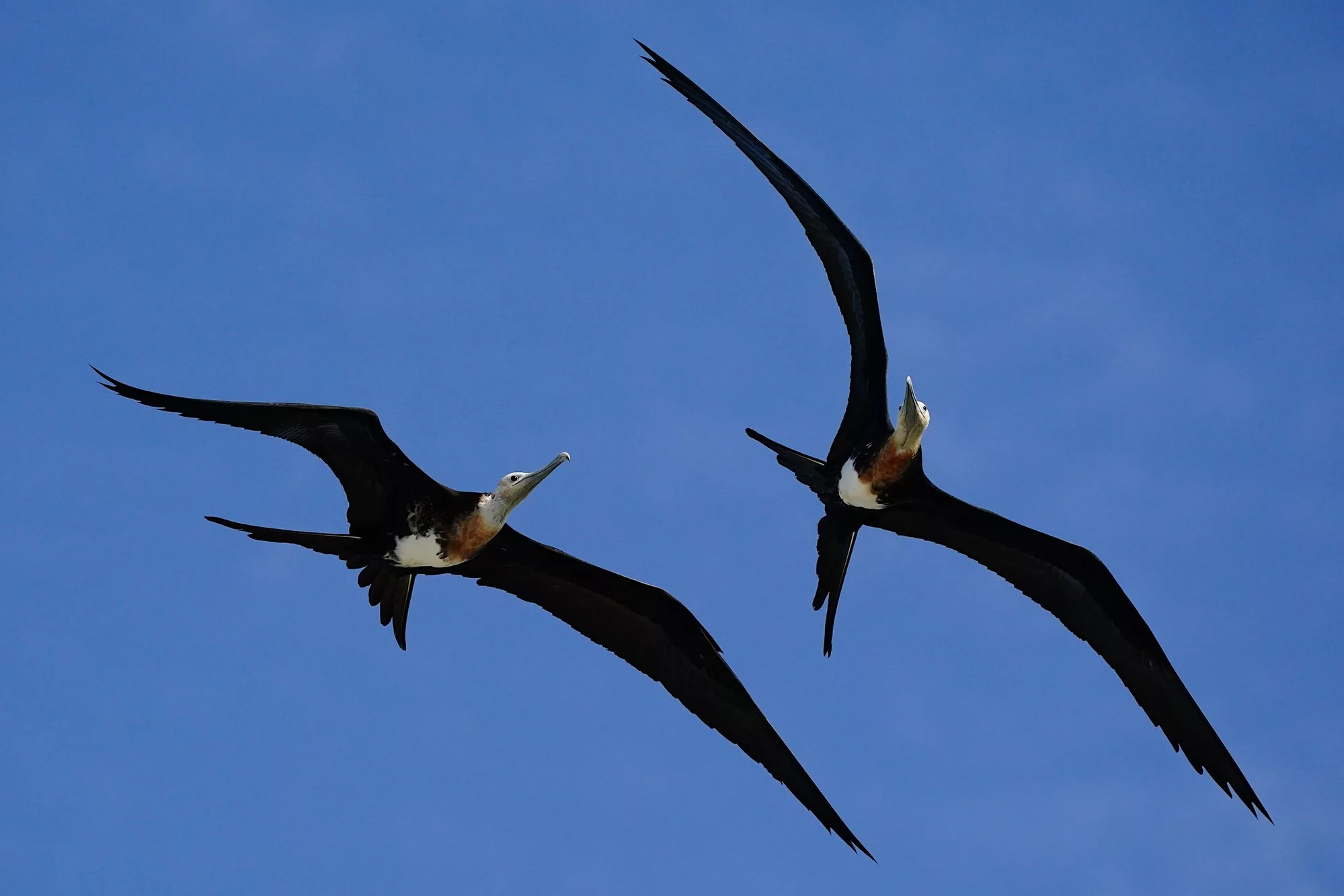 Galapagos Islands Yacht-Based Tour Frigatebirds